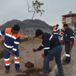Kozan’da Bulvar ve Caddeler ağaçlandırılıyor