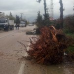 KOZAN’DA ŞİDDETLİ FIRTINA 40 AĞAÇ SÖKTÜ