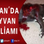 KOZAN’DA HAYVAN KATLİAMLARI YENİDEN HORTLADI