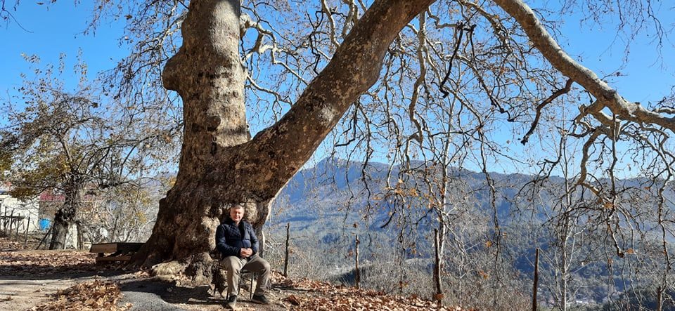 Çobancık Yaylası’nda asırlık çınar ağacı, tescillenerek anıt ağaç olarak koruma altına alınmayı bekliyor.