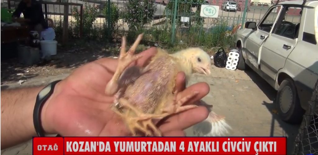 Kozan’da yumurtadan 4 ayaklı civciv çıktı