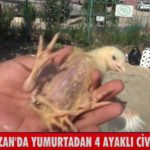 Kozan’da yumurtadan 4 ayaklı civciv çıktı