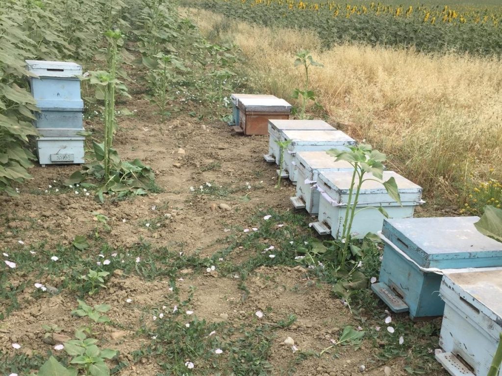 Kozan Karacaören Köyü’nde Arı Kovanı Hırsızlığı Yaşandı