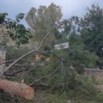 Alapınar Köyünde etkili olan fırtına ekili alanlara zarar verdi . Eski köy okulundaki çamlar devrildi