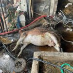 KOZAN’DA SAMANLIK YANGININDA 15 İNEK TELEF OLDU