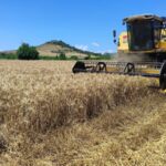Kozan’da Buğday Hasadı Başladı