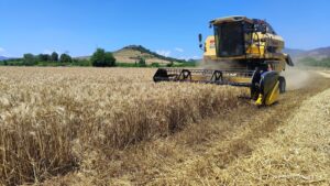 Kozan’da Buğday Hasadı Başladı