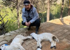 Himmetli Mahallesi’nde Hayvan Ölümleri Yaşanıyor