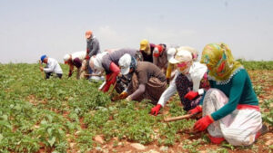 Mevsimlik Tarım İşçileri Günlük Ücretleri Belli Oldu