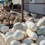 47 Kiloluk Dev Kabağıyla İlgi Odağı Oluyor