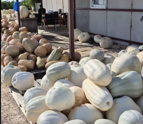 47 Kiloluk Dev Kabağıyla İlgi Odağı Oluyor