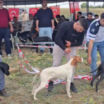 Kozan’da Avcı ve Köpeği Yarışması Büyük İlgi Gördü