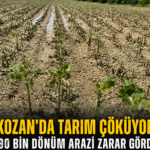 Kozan Afet Bölgesi İlan Edilmeli, 90 Bin Dönüm Arazi Zarar Gördü, Dolu ve Sel Çiftçiyi Vurdu