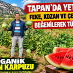 TAPAN’DA YETİŞİYOR, FEKE, KOZAN VE ÇEVRESİNDE BEĞENİYLE TÜKETİLİYOR