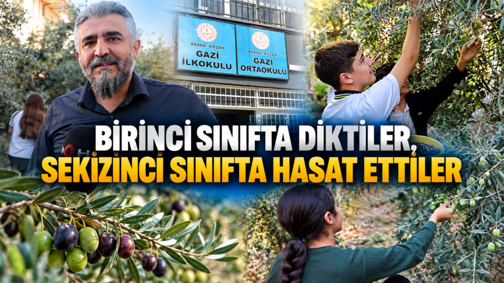 Birinci Sınıfta Diktikleri Zeytin Fidanlarını Sekizinci Sınıfta Hasat Ettiler