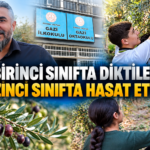 Birinci Sınıfta Diktikleri Zeytin Fidanlarını Sekizinci Sınıfta Hasat Ettiler