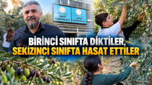 Birinci Sınıfta Diktikleri Zeytin Fidanlarını Sekizinci Sınıfta Hasat Ettiler